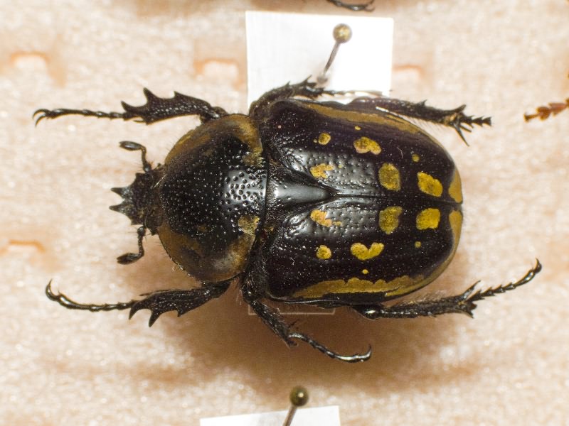Scarabaeidae Latreille, 1802
